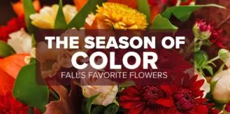 FM4-Bold—Season-of-Color—Blog