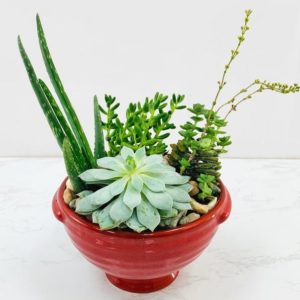 The succulents come in variety of shades and textures and are brought together to create a warm and inviting look to delight your special recipient.