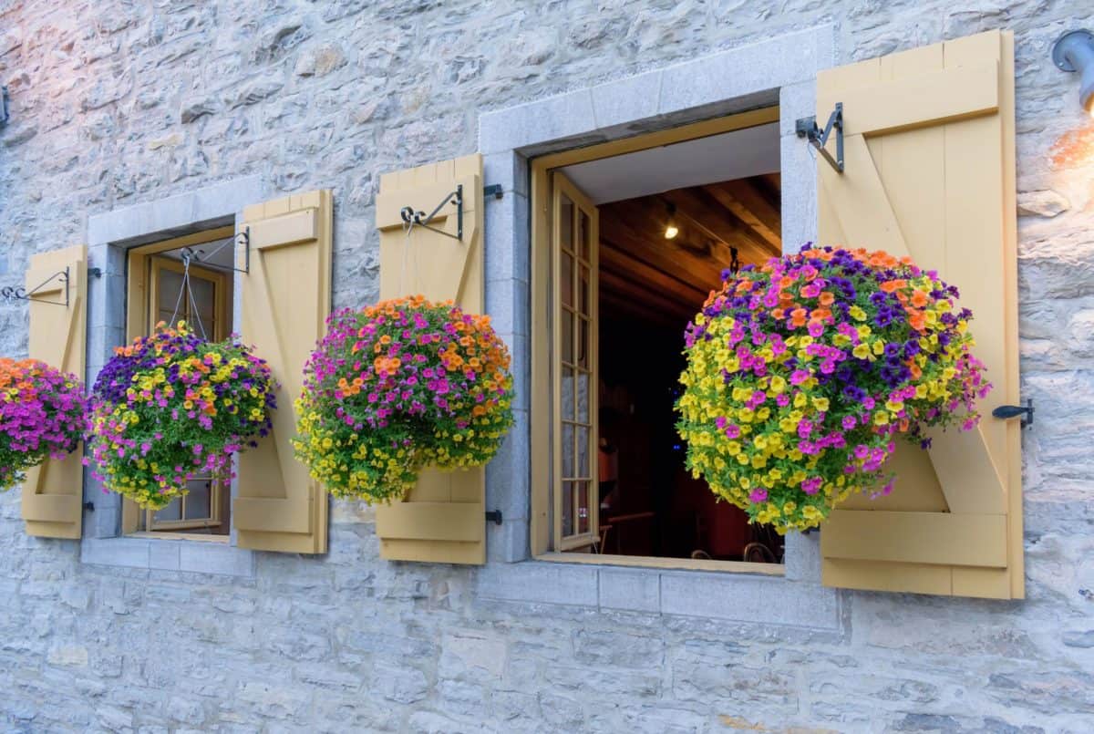 Spruce Up Your Backyard with Hanging Baskets Bice's Florist