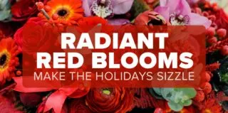 FM4-Bold—Radiant-Reds—Blog
